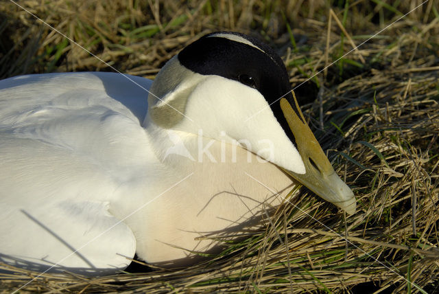 Eider (Somateria mollissima)