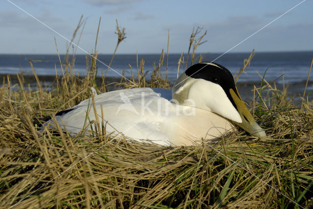 Eider (Somateria mollissima)