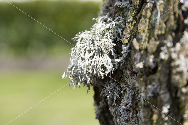 Oakmoss lichen (Evernia prunastri)