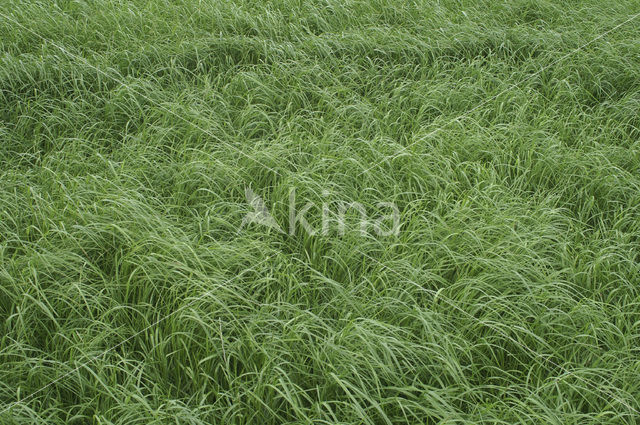 Perennial Rye-grass (Lolium perenne)