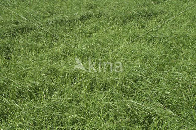 Perennial Rye-grass (Lolium perenne)