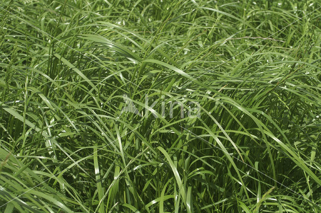 Perennial Rye-grass (Lolium perenne)
