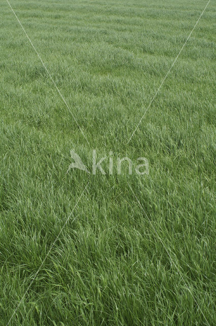Perennial Rye-grass (Lolium perenne)