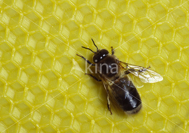 honey bee (Apis mellifera mellifera)