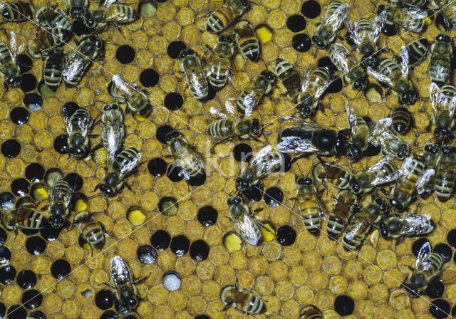 Europese Honingbij (Apis mellifera mellifera)