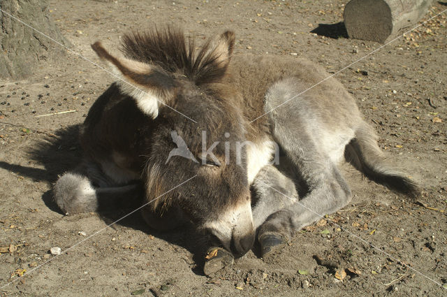 Donkey (Equus asinus)