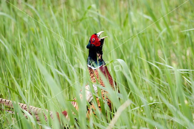 Ring-necked Pheasant (Phasianus colchicus)