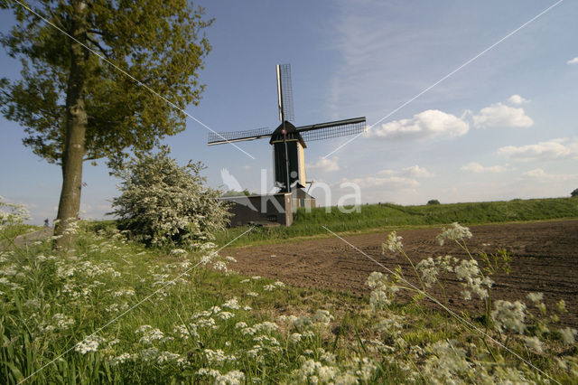 Cow Parsley (Anthriscus sylvestris)