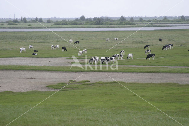 Fries hollandse zwartbonte Koe (Bos domesticus)