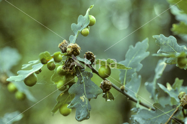 Cherry gall