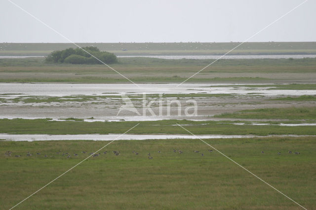 Goose (Anser spec.)