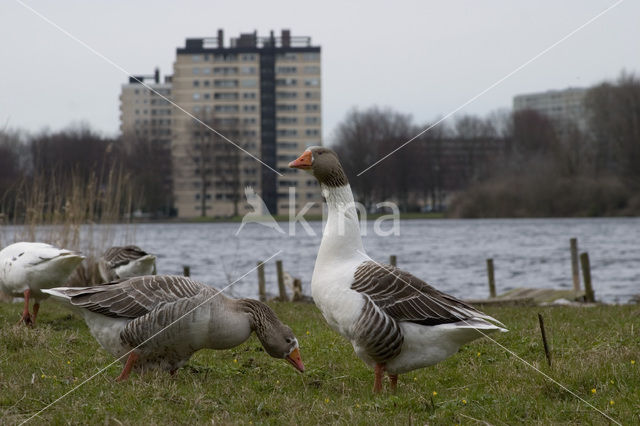 Goose (Anser spec.)