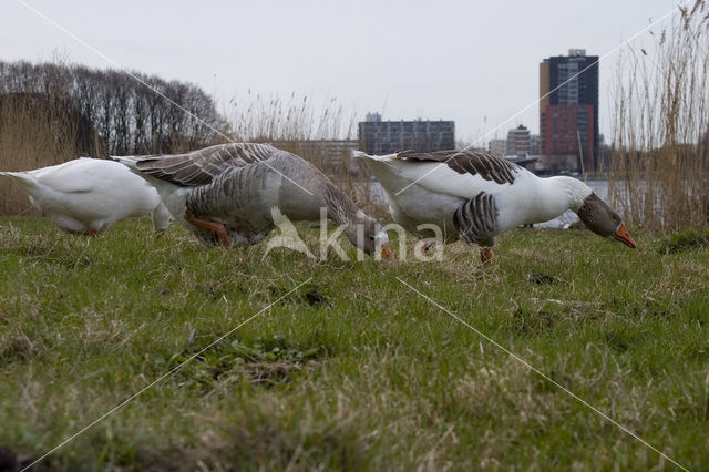 Goose (Anser spec.)