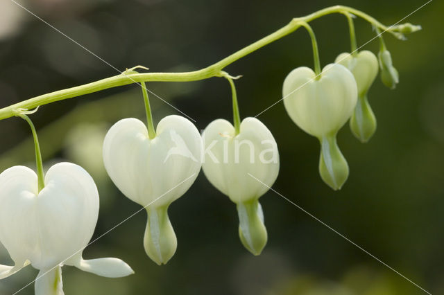 gebroken hartje (Dicentra spectabilis)