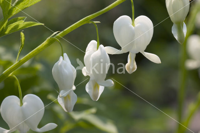 Bleeding heart (Dicentra spectabilis)