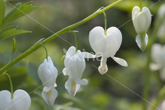 gebroken hartje (Dicentra spectabilis)