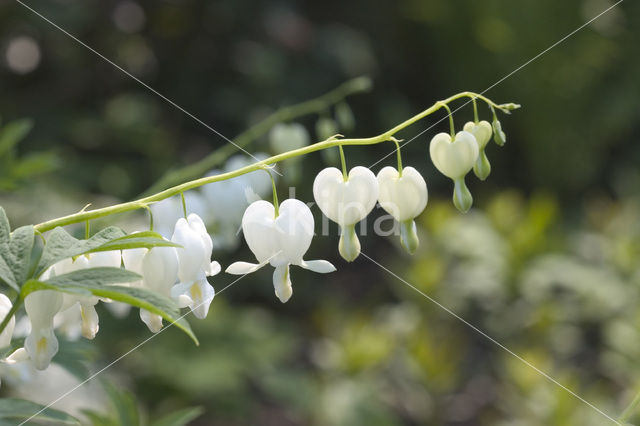 gebroken hartje (Dicentra spectabilis)