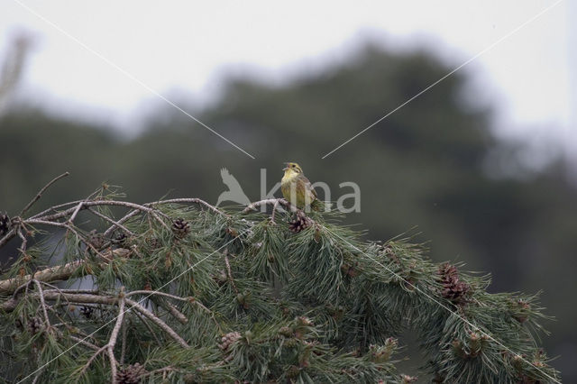 Geelgors (Emberiza citrinella)