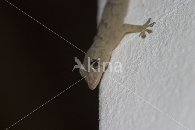 Gecko