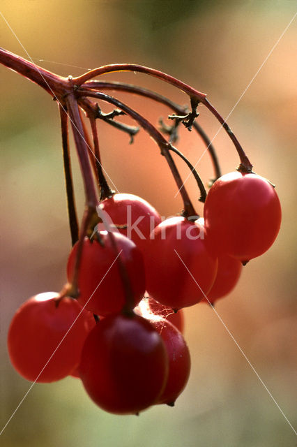 Gelderse roos (Viburnum opulus)