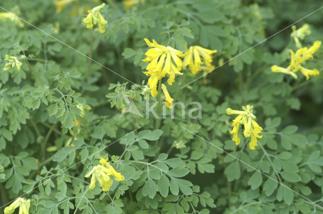 Gele helmbloem (Pseudofumaria lutea)