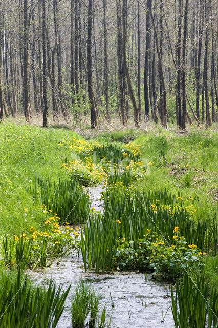 Gele lis (Iris pseudacorus)