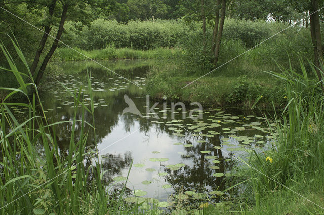 Gele plomp (Nuphar lutea)