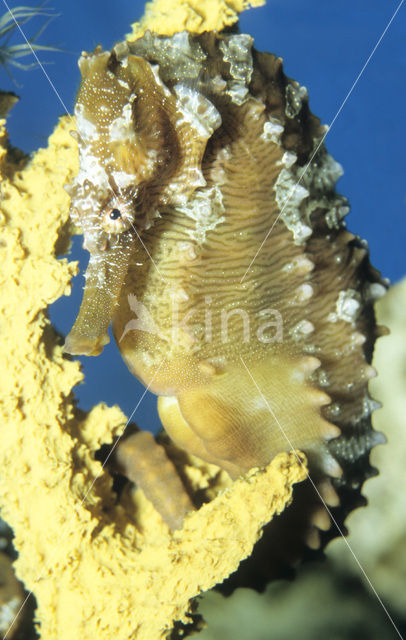Lined Seahorse (Hippocampus erectus)