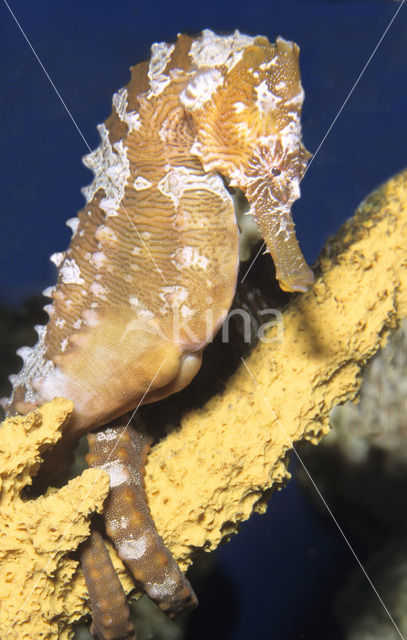 Lined Seahorse (Hippocampus erectus)
