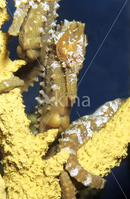 Lined Seahorse (Hippocampus erectus)