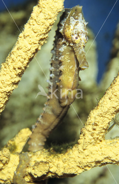 Lined Seahorse (Hippocampus erectus)