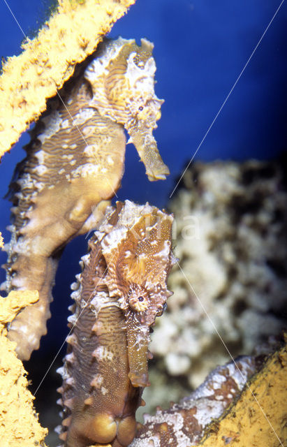 Lined Seahorse (Hippocampus erectus)