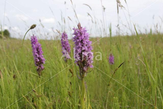 Gevlekte orchis (Dactylorhiza maculata)