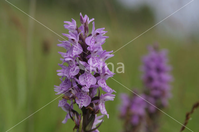 Gevlekte orchis (Dactylorhiza maculata)