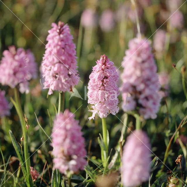 Marsh-orchid (Dactylorhiza purdalina)