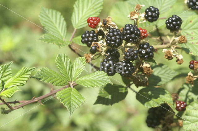 Gewone braam (Rubus fruticosus)