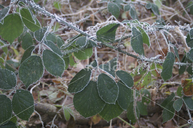 Gewone braam (Rubus fruticosus)