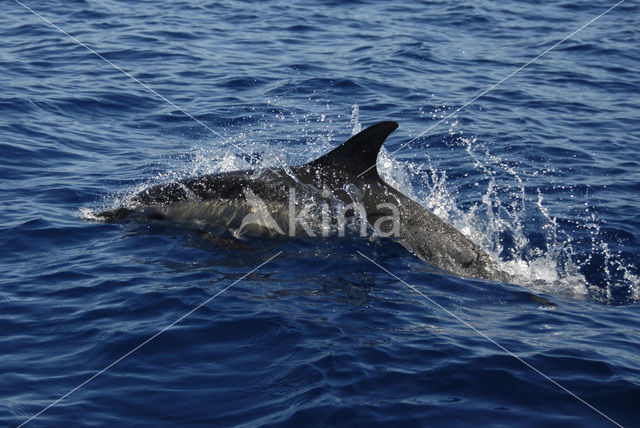 Gewone Dolfijn (Delphinus delphis)