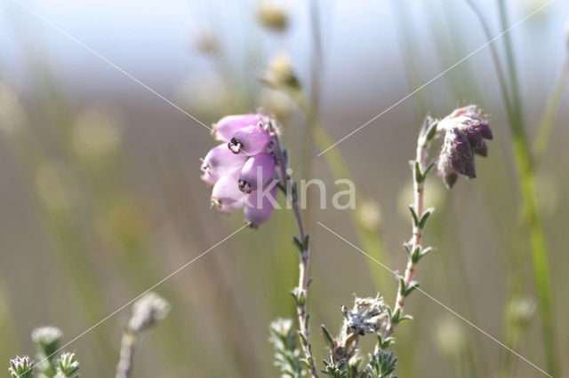 Cross-leaved Heather (Erica tetralix)