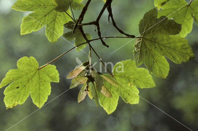 Sycamore (Acer pseudoplatanus)