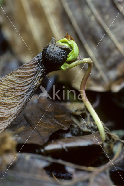 Sycamore (Acer pseudoplatanus)