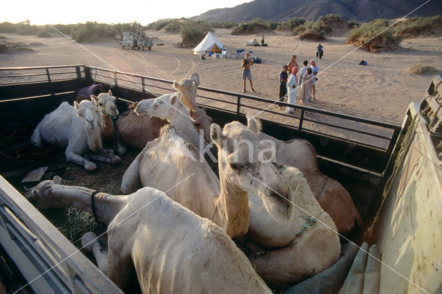 Gewone kameel (Camelus ferus)