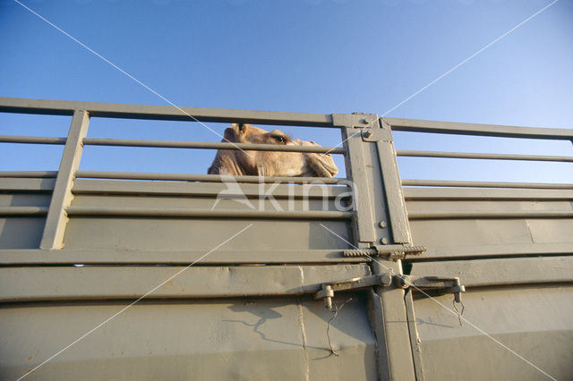 Bactrian Camel