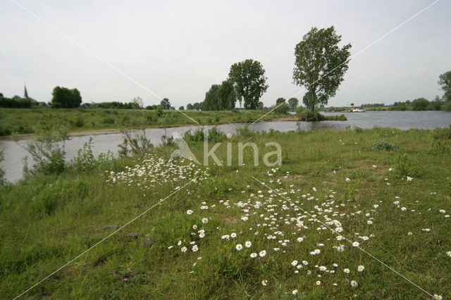 Ox-eye Daisy (Leucanthemum vulgare)