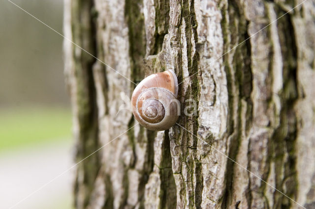 Brown-lipped Snail (Cepaea nemoralis)