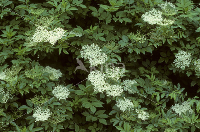 Elder (Sambucus nigra)