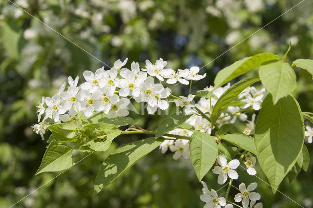 Gewone vogelkers (Prunus padus)