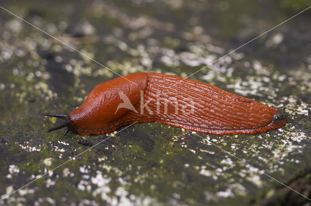 Red Slug (Arion ater rufus)