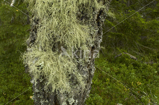 Gewoon baardmos (Usnea subfloridana)