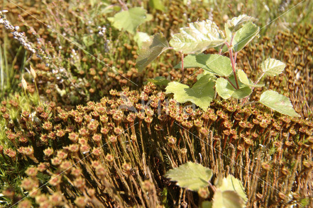 haircap moss (Polytrichum commune)